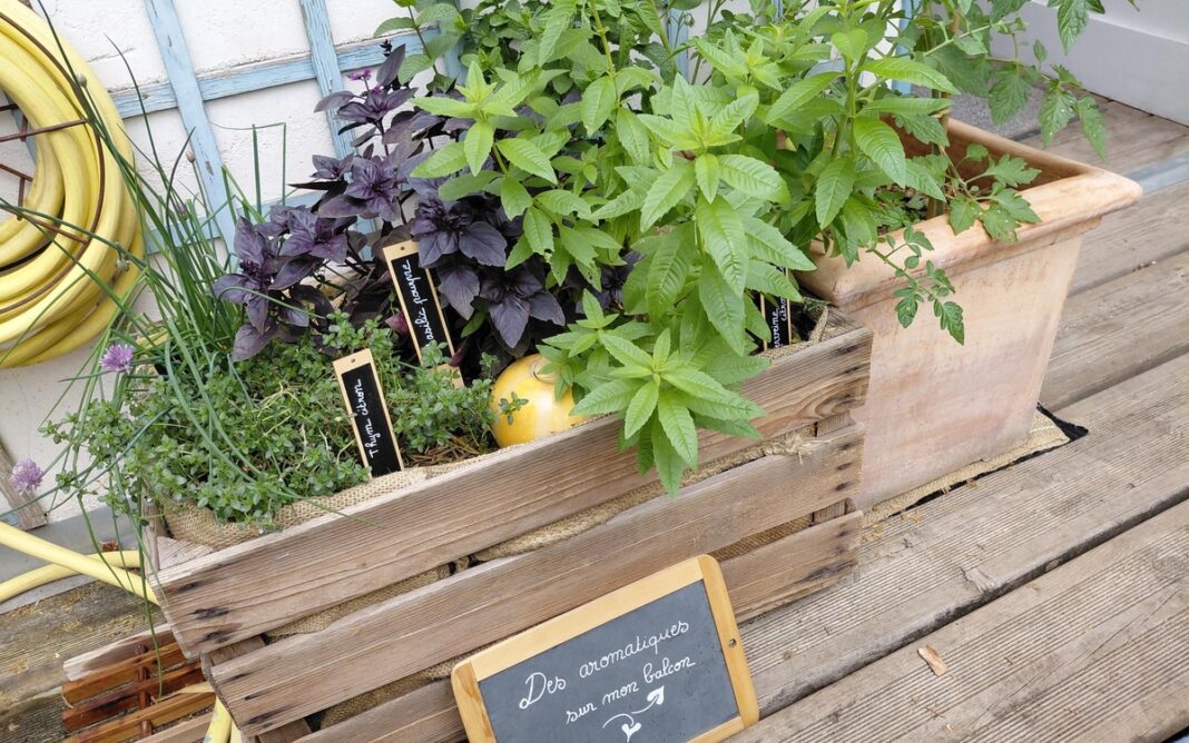Multiplier vos aromatiques et plantes d’intérieur ! Maison du Jardinage et du Compostage PARIS
