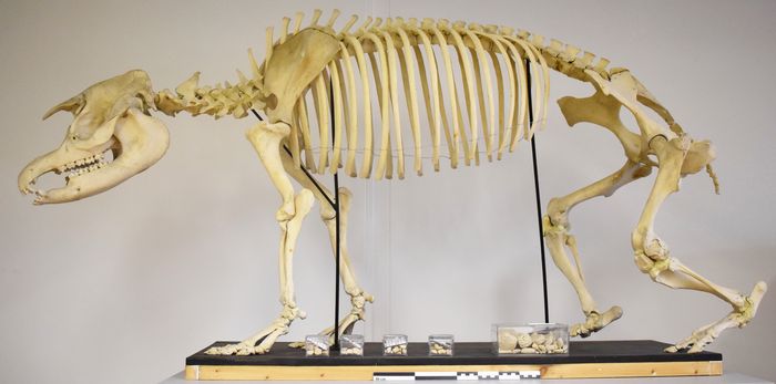 Notre tapir : son histoire refait surface, Château et musée de Montbéliard, Montbéliard