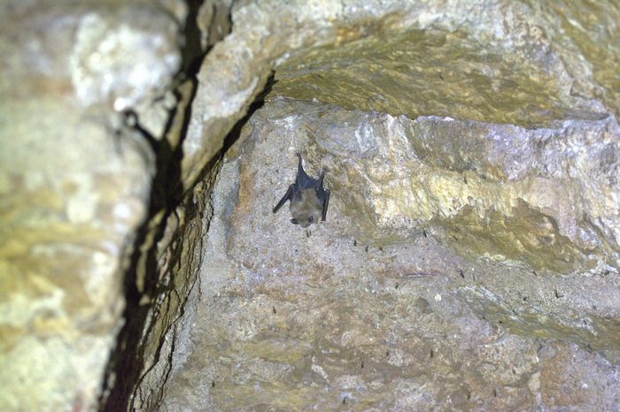 Nuit de la Chauve-souris à Bio, Bio 46500, Le Bourg