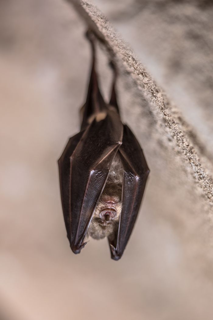 Nuit de la chauve-souris à l’Abbaye de Saint-Riquier, Abbaye de Saint-Riquier, Saint-Riquier