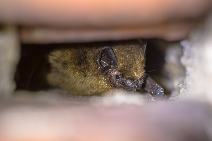 Nuit de la Chauve-souris à Miannay, Mairie rue du manoir à Miannay, Miannay