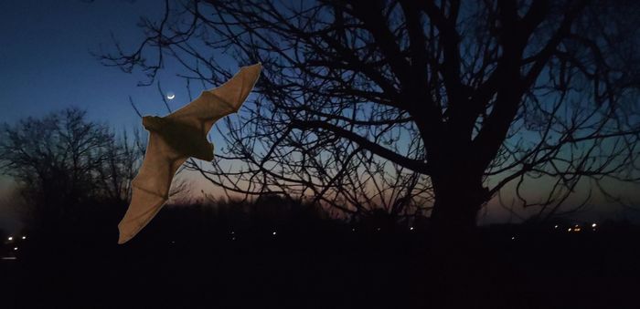 Nuit de la Chauve-Souris à Rachecourt-sur-Marne (Haute-Marne), salle des Fêtes de Rachecourt-sur-Marne, Rachecourt-sur-Marne