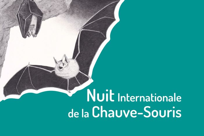 Nuit de la chauve-souris ABI de Vézelay Domecy-sur-Cure Domecy-sur-Cure