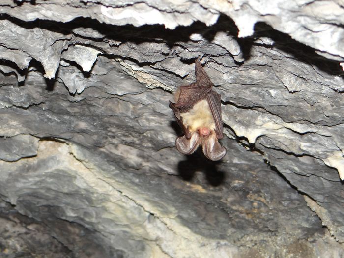 Nuit de la Chauve-souris au Château d’Assier, Château d’Assier, Assier