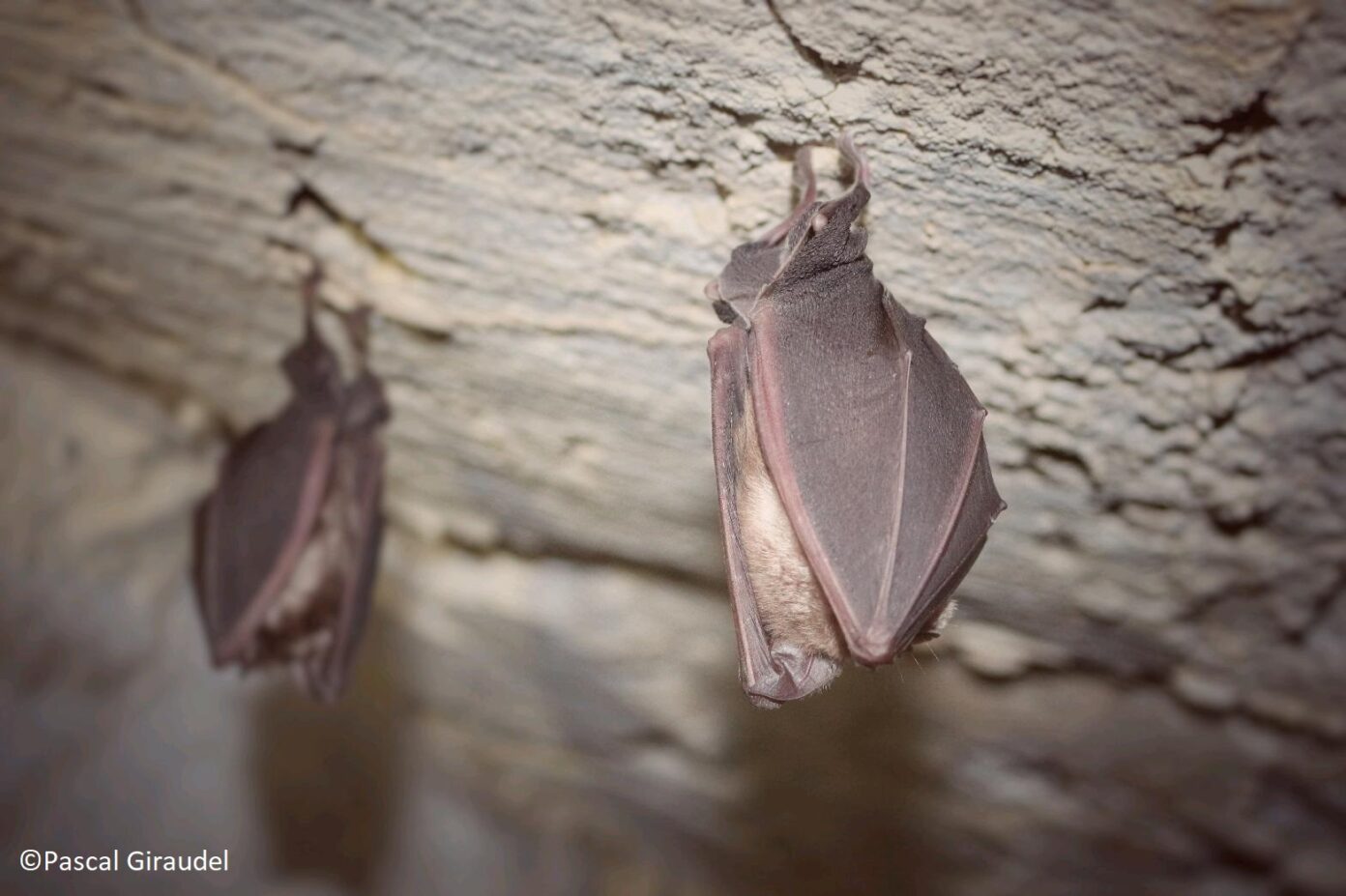 NUIT DE LA CHAUVE SOURIS Montmaurin