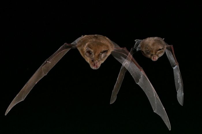 NUIT DE LA CHAUVE-SOURIS SUR LA RNR DE LA MASSONNE, Maison de Broue, Saint-Sornin