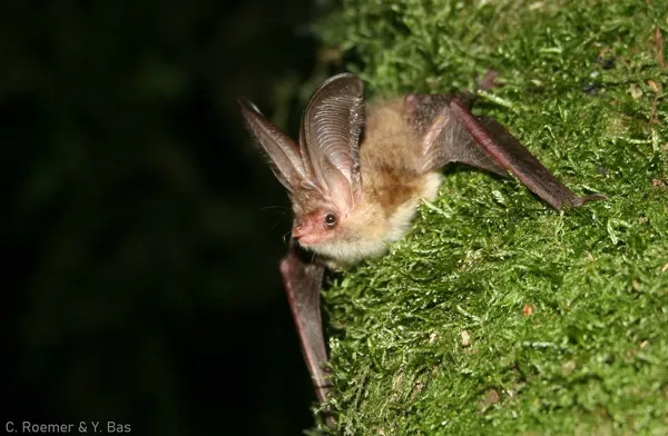 Nuit internationale de la chauve-souris  Nant