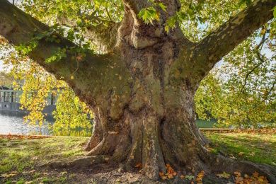 Oh les branches !, Parc de la Citadelle, Lille