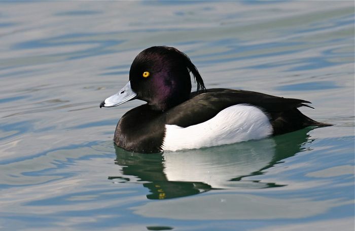 Oh ! Les oiseaux : les hivernants de la lagune – Une balade ornitho pour en savoir plus sur les oiseaux d’ici et d’ailleurs, Bibliothèque des Eaux-Vives, Genève