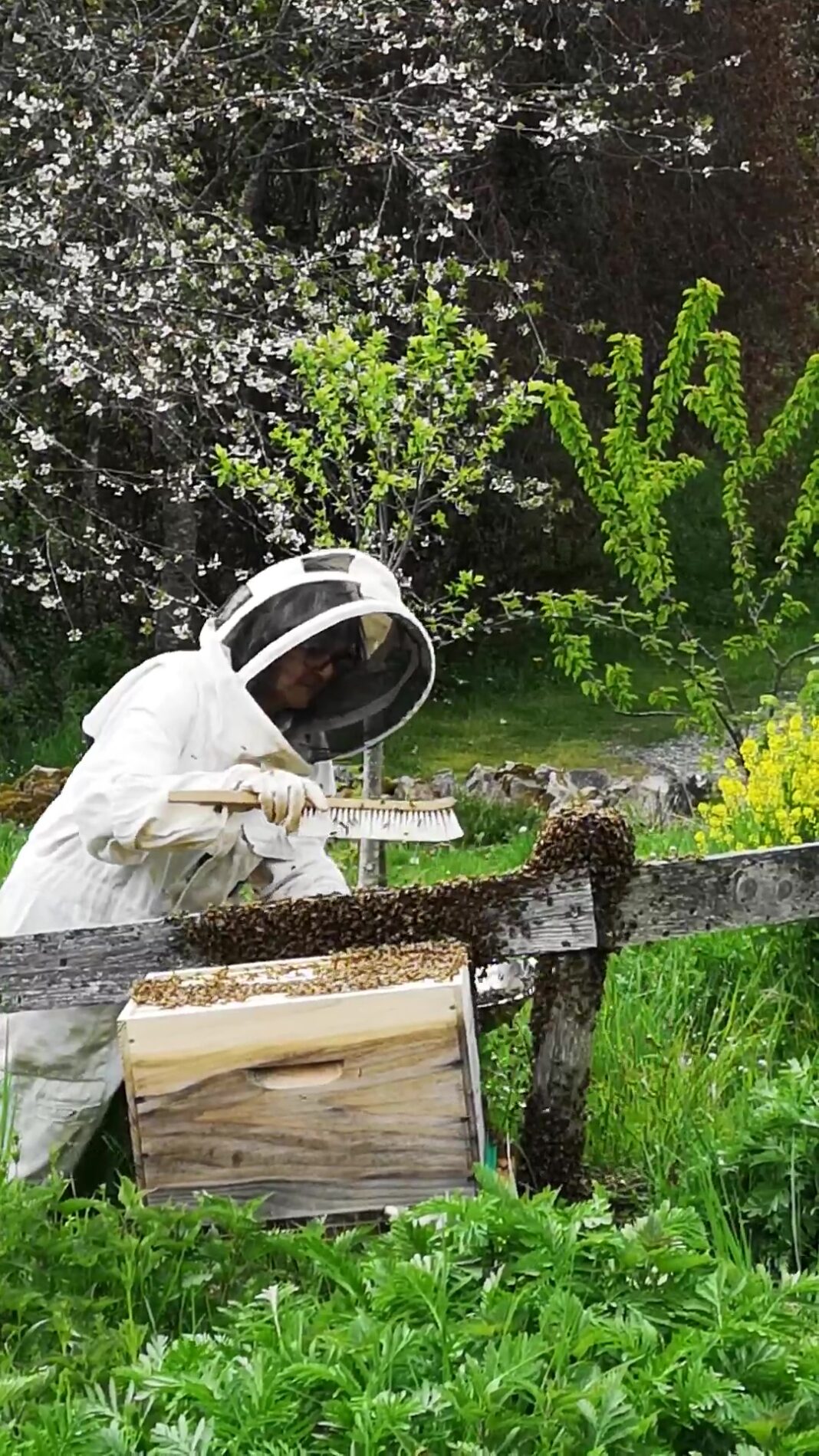 One Health L’insecte, ce médecin de la terre ! Nedde