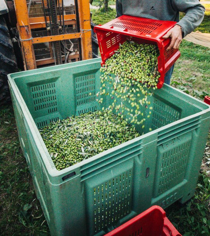 Patrimoine naturel et agricole : découverte de l&rsquo;Oliveraie, Domaine de l&rsquo;Olivette, Roquebrune-sur-Argens