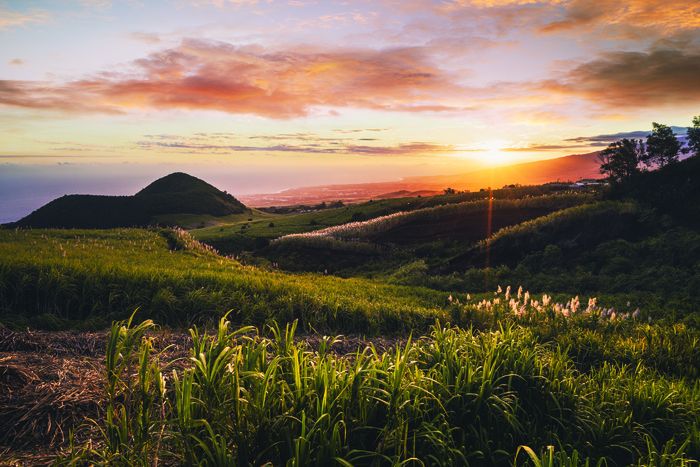 Piton Monvert, un îlot de biodiversité au milieu d’un océan de Cannes, Piton Mont-Vert, Saint-Pierre