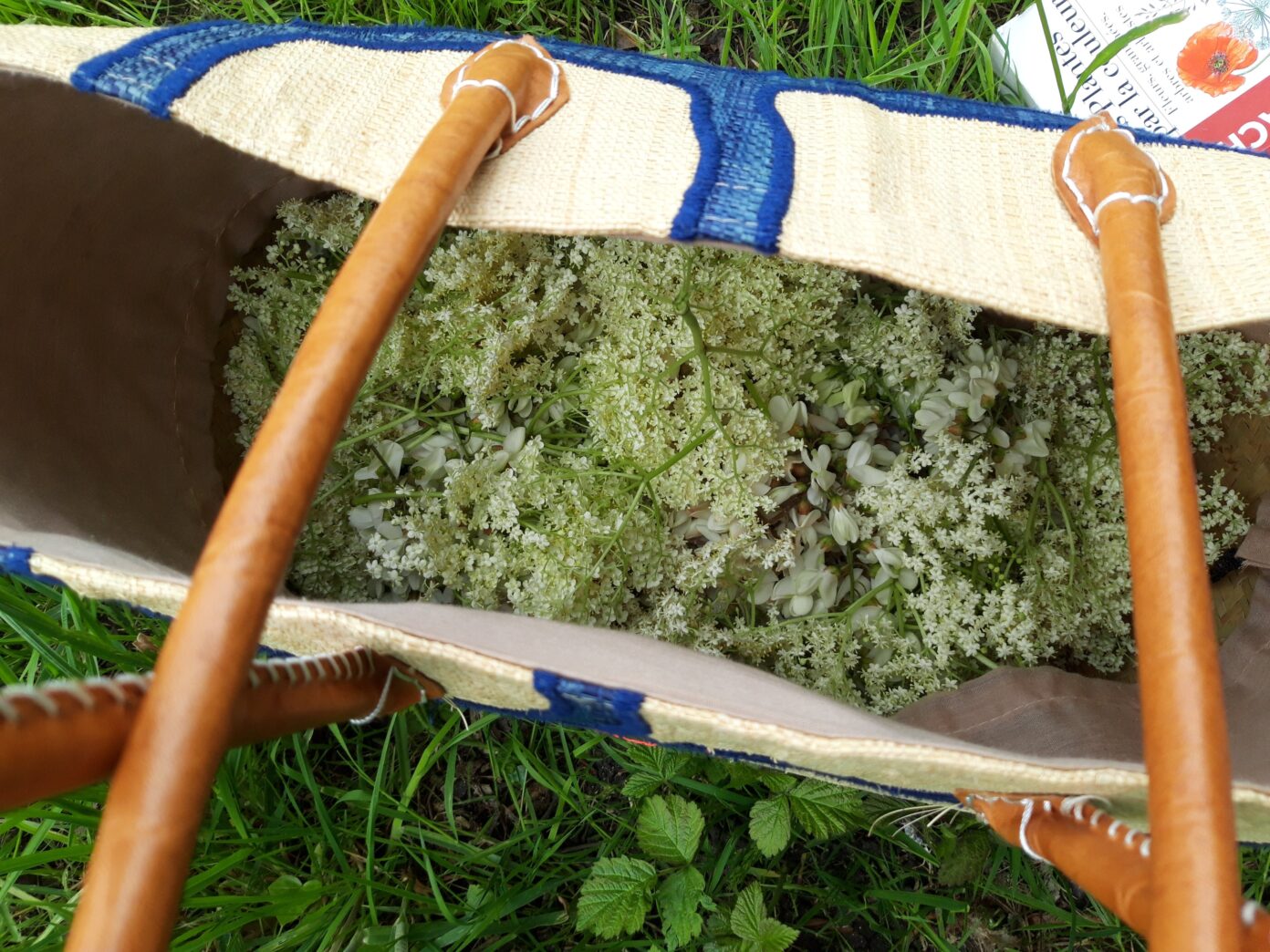 Plantes sauvages comestibles  Saint-Jean-le-Blanc