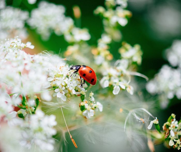 Pourquoi les insectes sont-ils si importants ? Ferme du Héron Villeneuve-d'Ascq