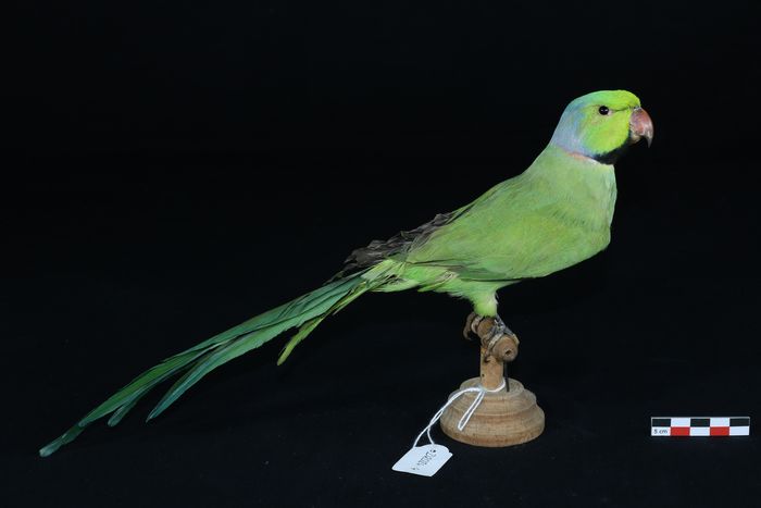 Protéger le patrimoine du Muséum, Muséum d’histoire naturelle, Auxerre