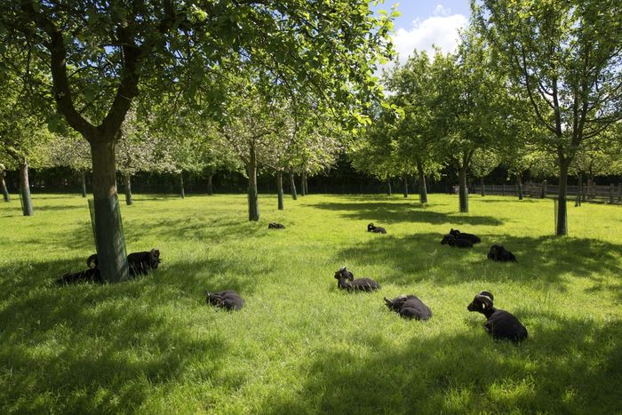 Quand les pommes racontent un territoire, Musée de Bretagne, Rennes