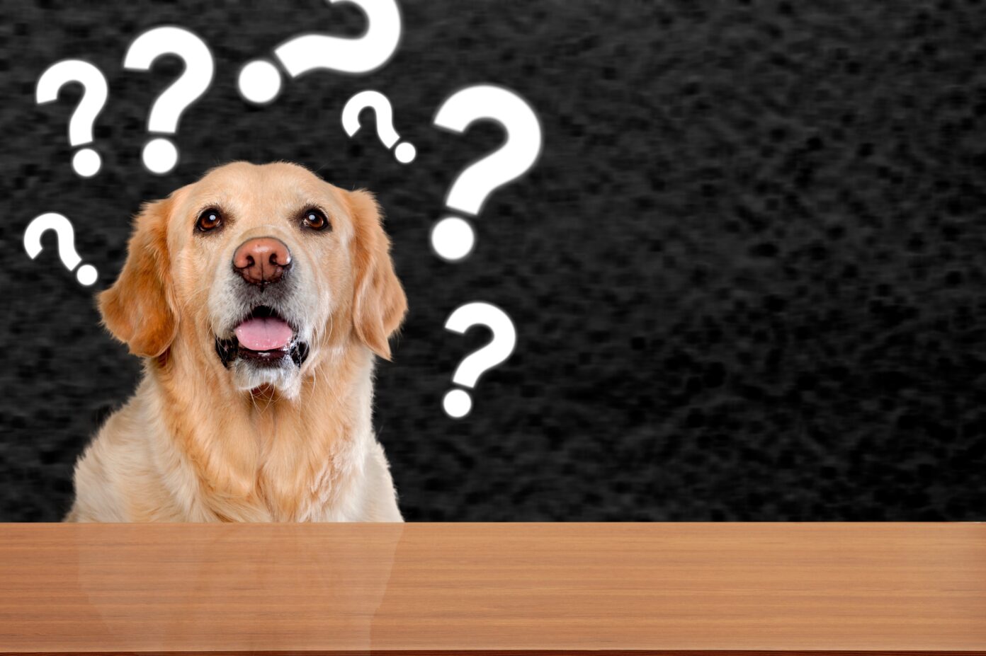 Quiz sur les animaux Médiathèque La Ronde des mots  La Crèche