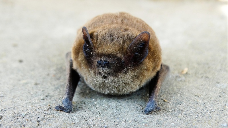 Rencontre avec les chauves-souris de Meyrals Meyrals