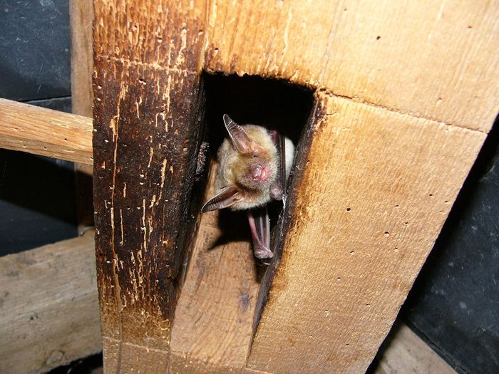 Rencontre avec les chauves-souris, Remilly les marais, Remilly Les Marais