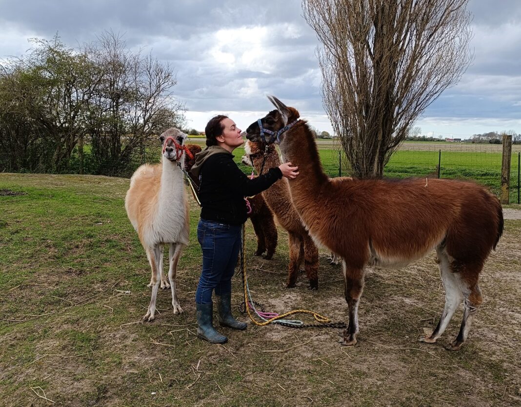 Rencontre et activités avec les lamas et alpagas Pitgam