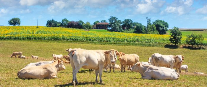 Rencontre régionale de la filière lait bio Campus Agronova