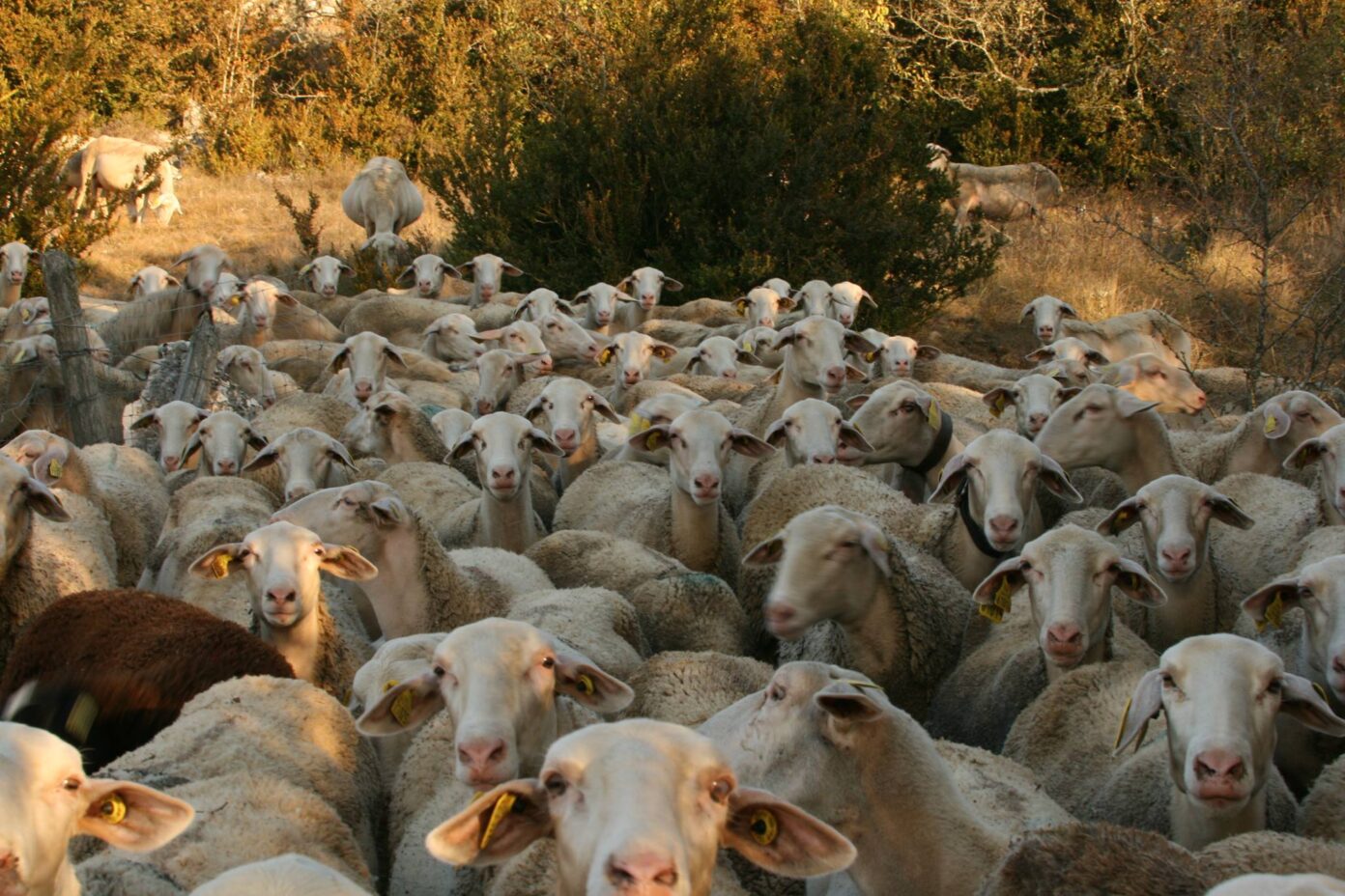 RENCONTRES DU PASTORALISME VISITE DE FERME  Florac Trois Rivières