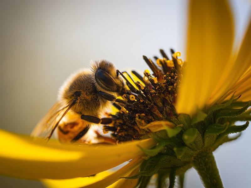 Rendez-vous du miel et des abeilles 2 place Collin Saint-Avold 2026-08-29