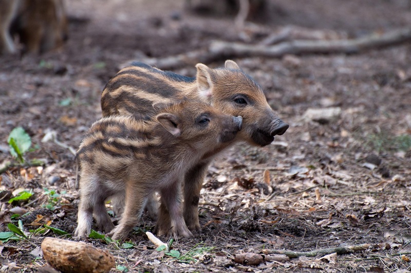 Repas de chasse de Doissat Doissat