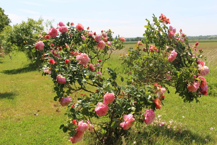 Roseraie Loubert, Roseraie Loubert, Gennes-Val-de-Loire