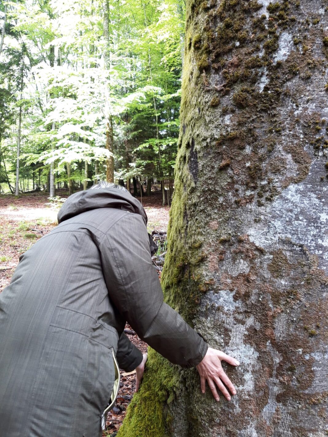 Séance de sylvothérapie vivez votre 1er bain de forêt Feins-en-Gâtinais