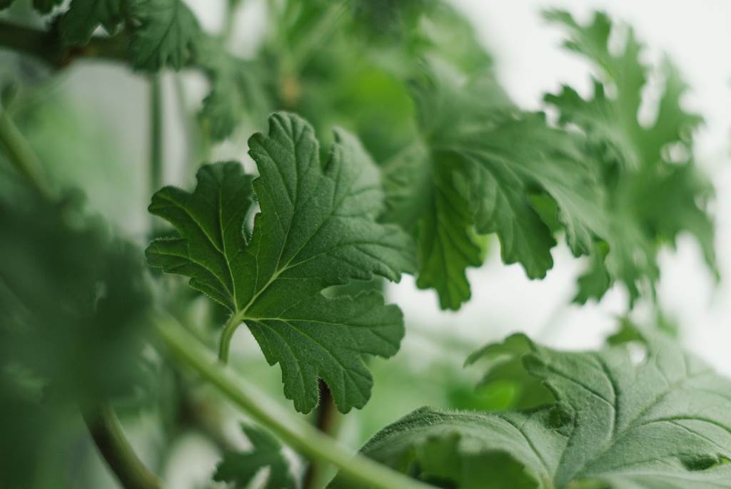 Secrets de plantes Rancennes
