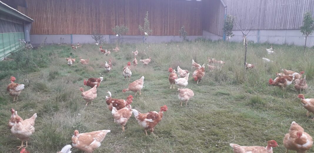 Secrets d’élevage une immersion grandeur nature à la ferme RDV à la ferme Le Charme des Poulets d’Ici Devay
