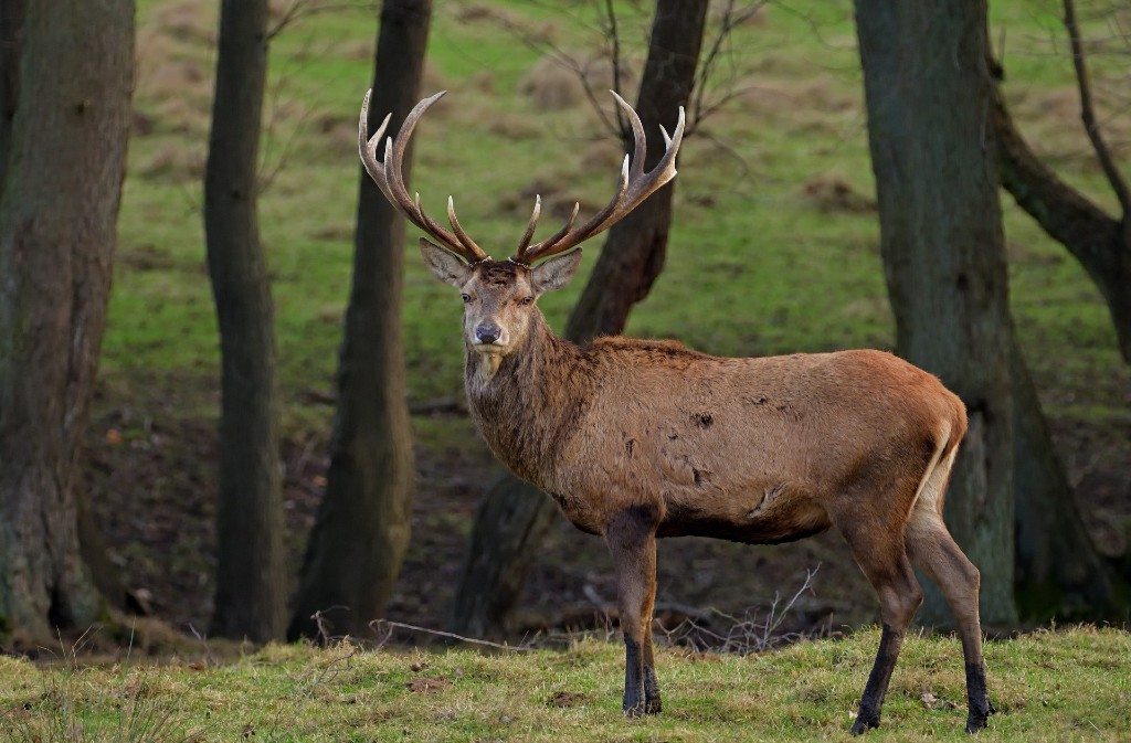 Soirée insolite brame du cerf Lalinde