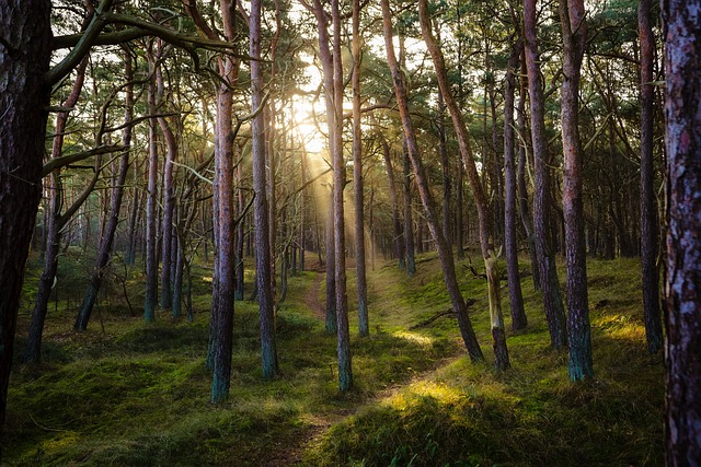 Sophro balade en forêt  La Loge-aux-Chèvres
