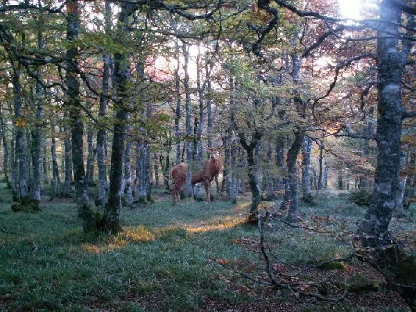 Sortie à l’écoute du Brame du Cerf Condom-d’Aubrac