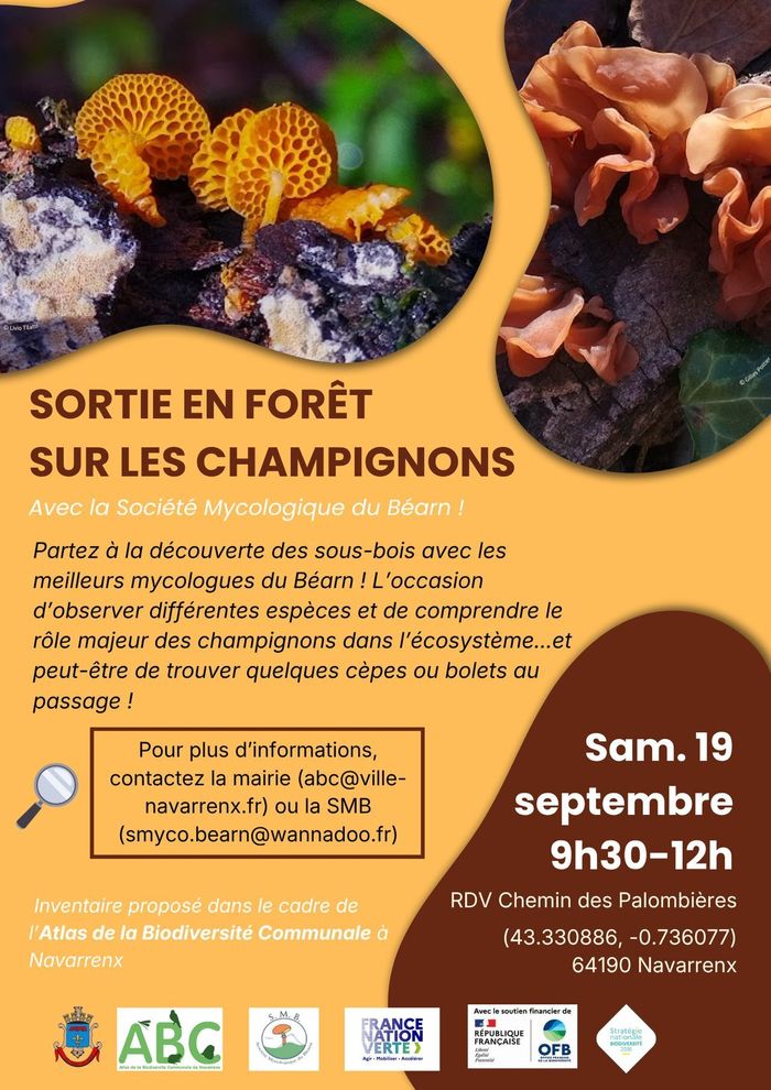 Sortie champignons, Chemin des palombières, Navarrenx