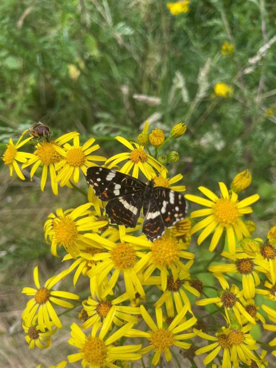 Sortie Insectes, papillons, coccinelles et compagnie Beaulieu-sur-Loire