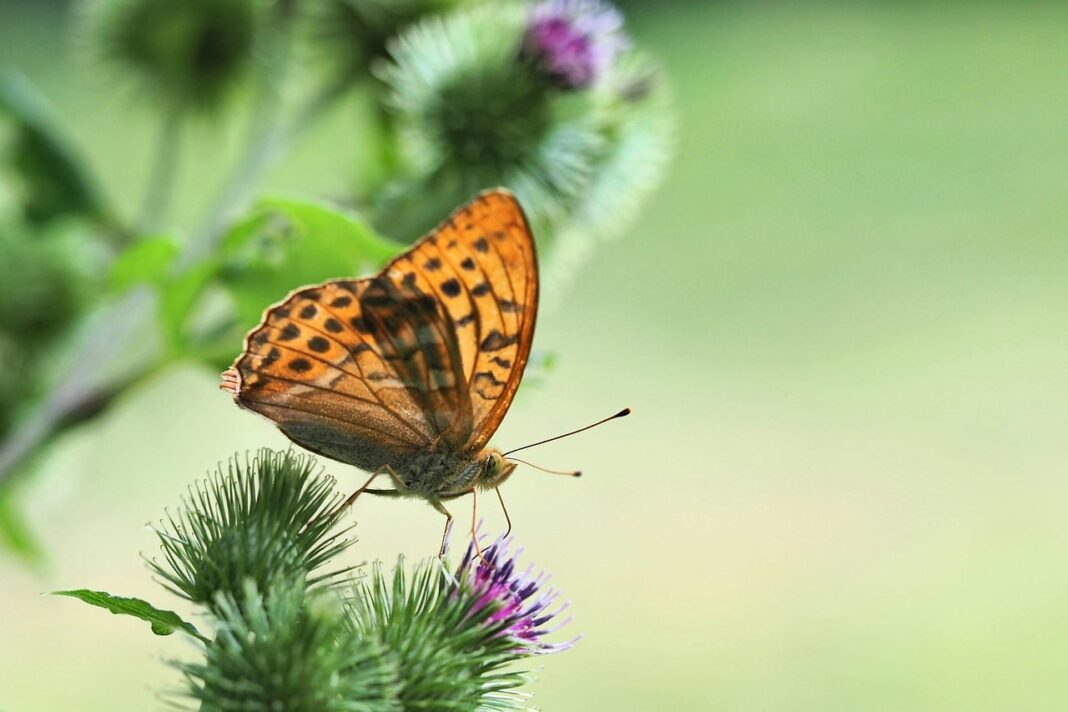 Sortie nature A la recherche des nids de damier de la Succise Saint-Bazile