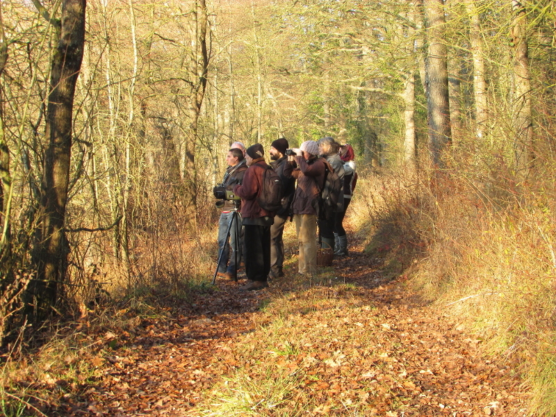 Sortie Nature Les oiseaux en hiver  Bessais-le-Fromental