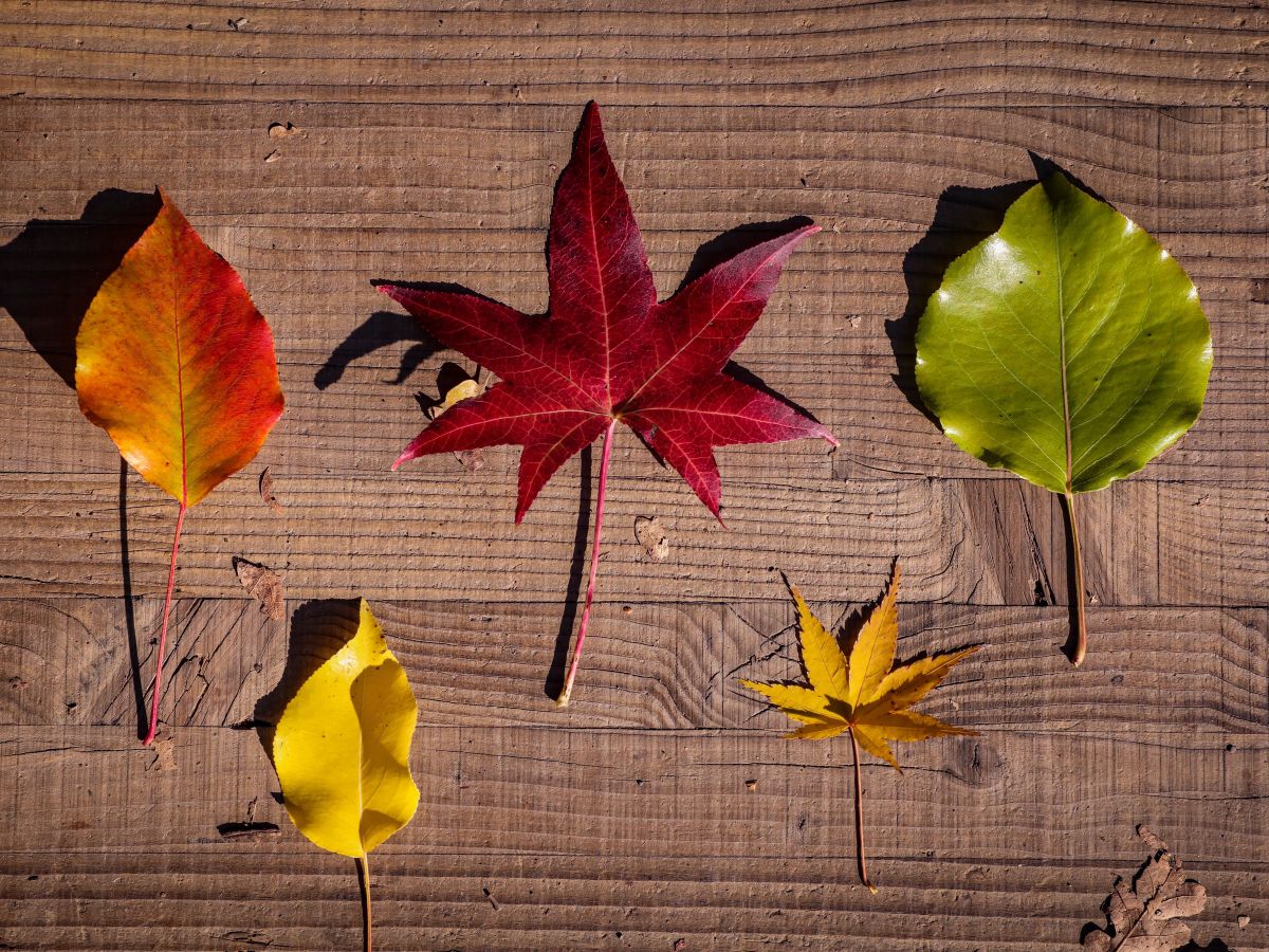 Sortie parent-enfant chasse aux feuilles d’automne Gavray Gavray-sur-Sienne