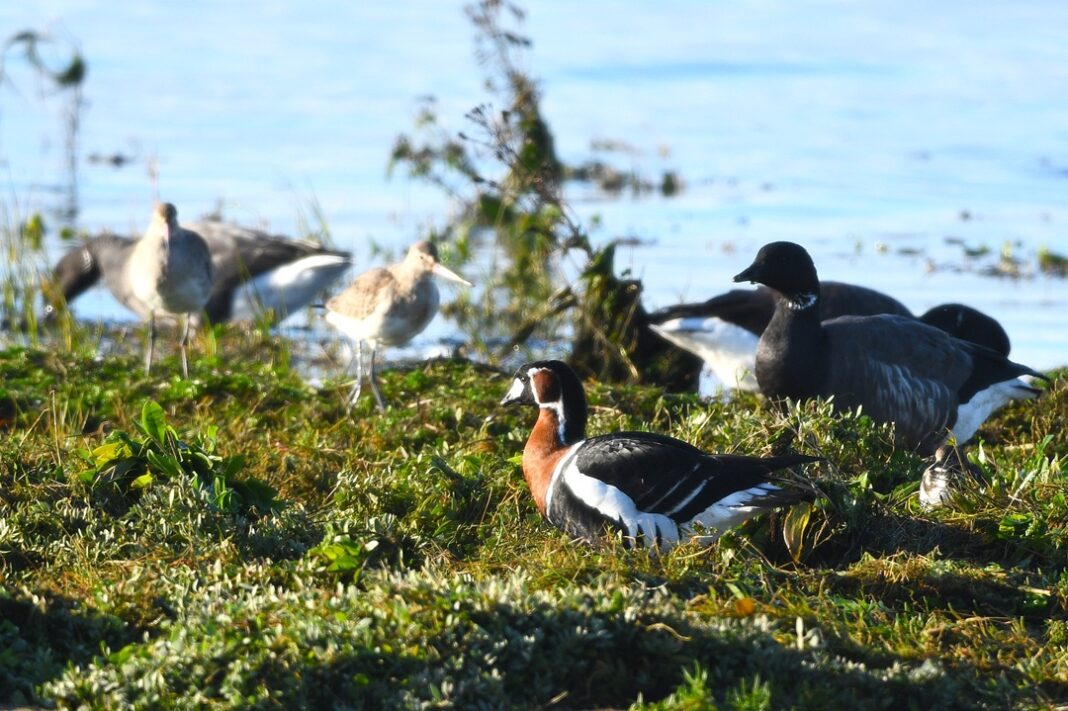 Sortie participative Ornithologie Arès