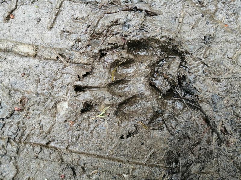 Sortie traces et indices dans l&rsquo;Ill*Wald  Sélestat