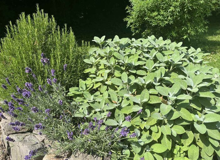 Sous les racines : Jardin des plantes Lille