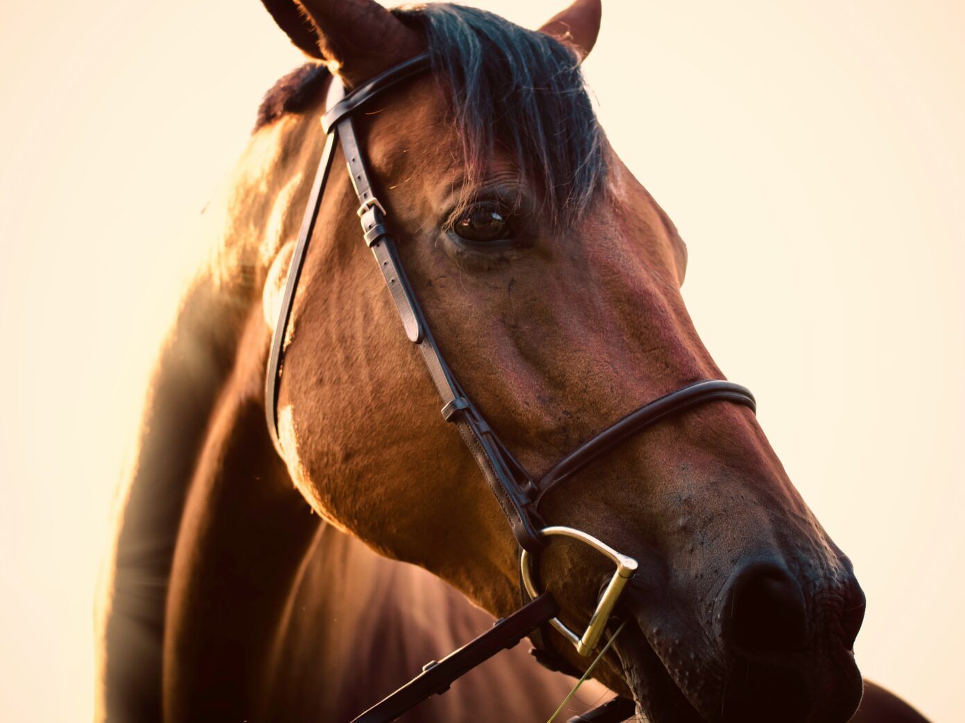 SPECTACLE EQUESTRE TERRAIN DE FOOT Cardeilhac