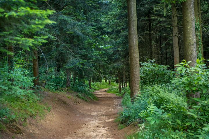 Tous en forêt Verneuil-sur-Vienne