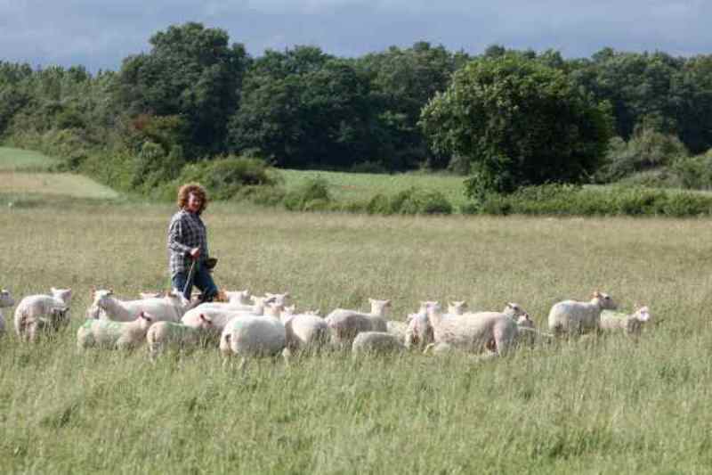 Transhumance des brebis de la ferme de Gommiers ANNULE Rosnay