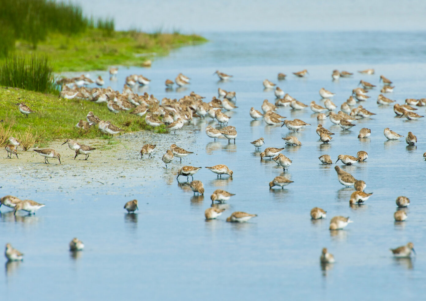Venez compter les oiseaux limicoles ! Le Teich