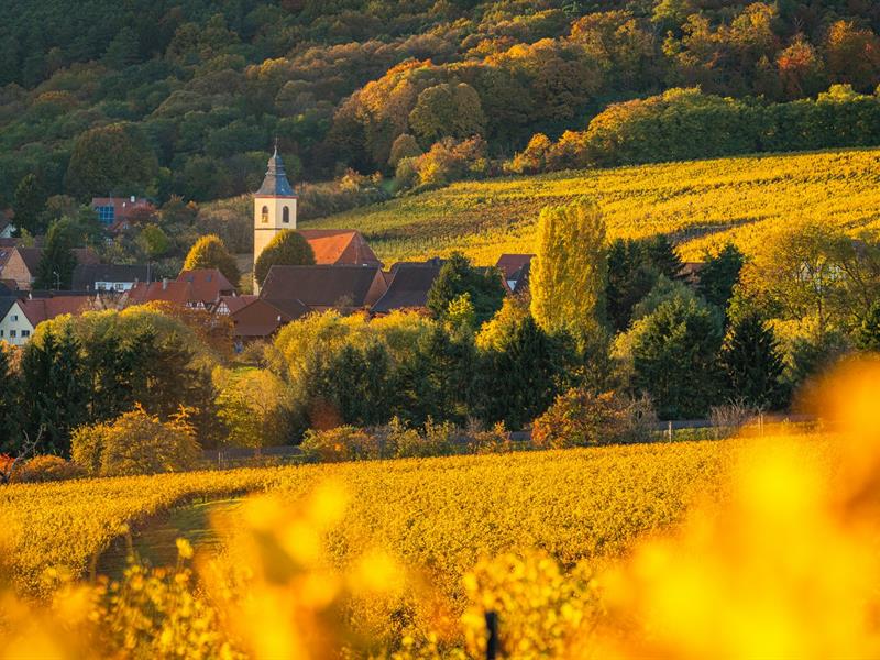 Vignobles en Scène Alsace Jeu de piste dans le vignoble Cleebourg