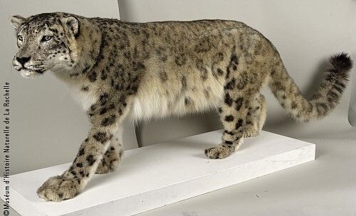 Visite commentée : espèces à sauvegarder, Muséum d’histoire naturelle, La Rochelle