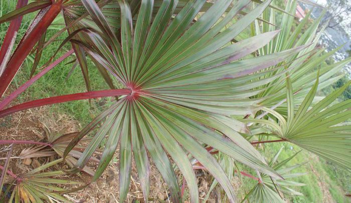 Visite de la forêt de Latanier rouge, Site de Grand Anse, Petite-Île